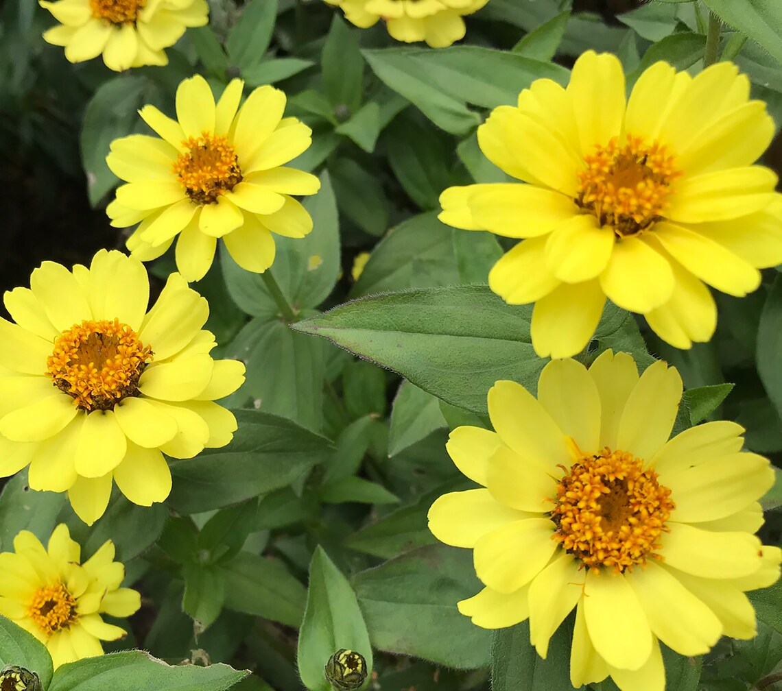 50 Profusion Yellow Zinnia Seeds Yellow Color Semidouble Etsy