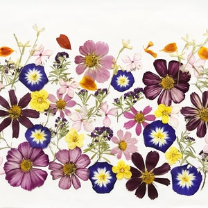 50 Mixed Pressed Flowers Edible Flowers for Cake Decorations, Crafts,  Flower Arts DF 047-6 