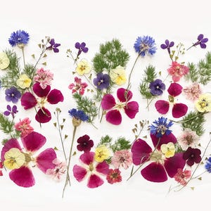 Paquet de 50 fleurs mélangées - fleurs comestibles - cadre floral, fabrication de cartes, scrapbooking, travaux manuels, arts floraux - DF 49-7