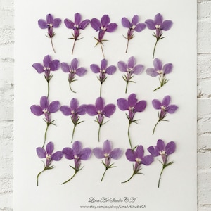 25/50 fleurs de lobélie mauve pressées avec tiges (largeur de 1,5 à 2 cm) pour résine époxy, bijoux. ou votre création - DF 022-11b