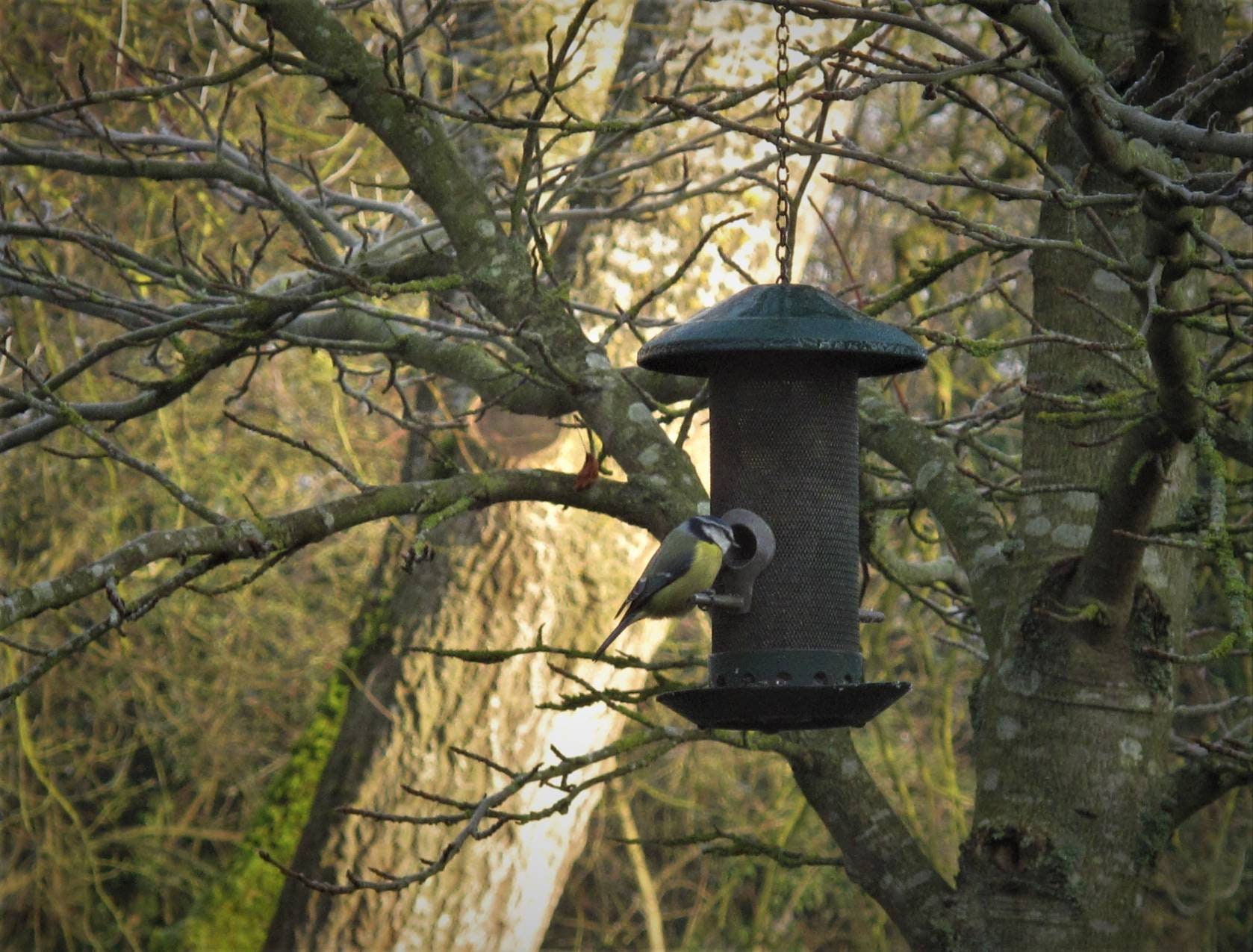 Beex Wild Garden Bird Seed Feed High Quality No Wheat Seed Etsy