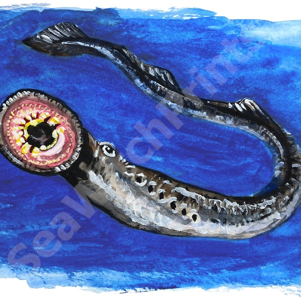 Arctic Lamprey, Art Print, 12 x 18 inch, Lethenteron camtschaticum, Kaakloze vis, Zoetwatervissen, Aquarel schilderij, Mat papier