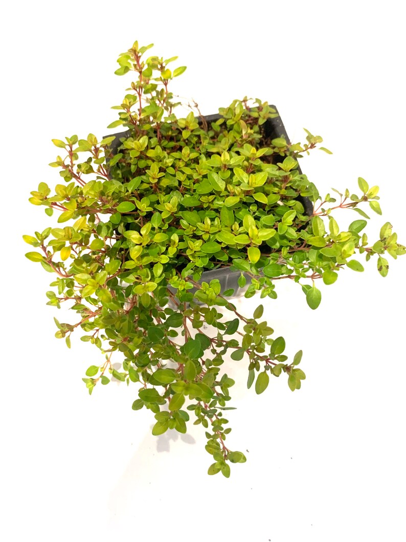 Creeping Golden Thyme Mosquito Repellent Ground Cover Edible Etsy