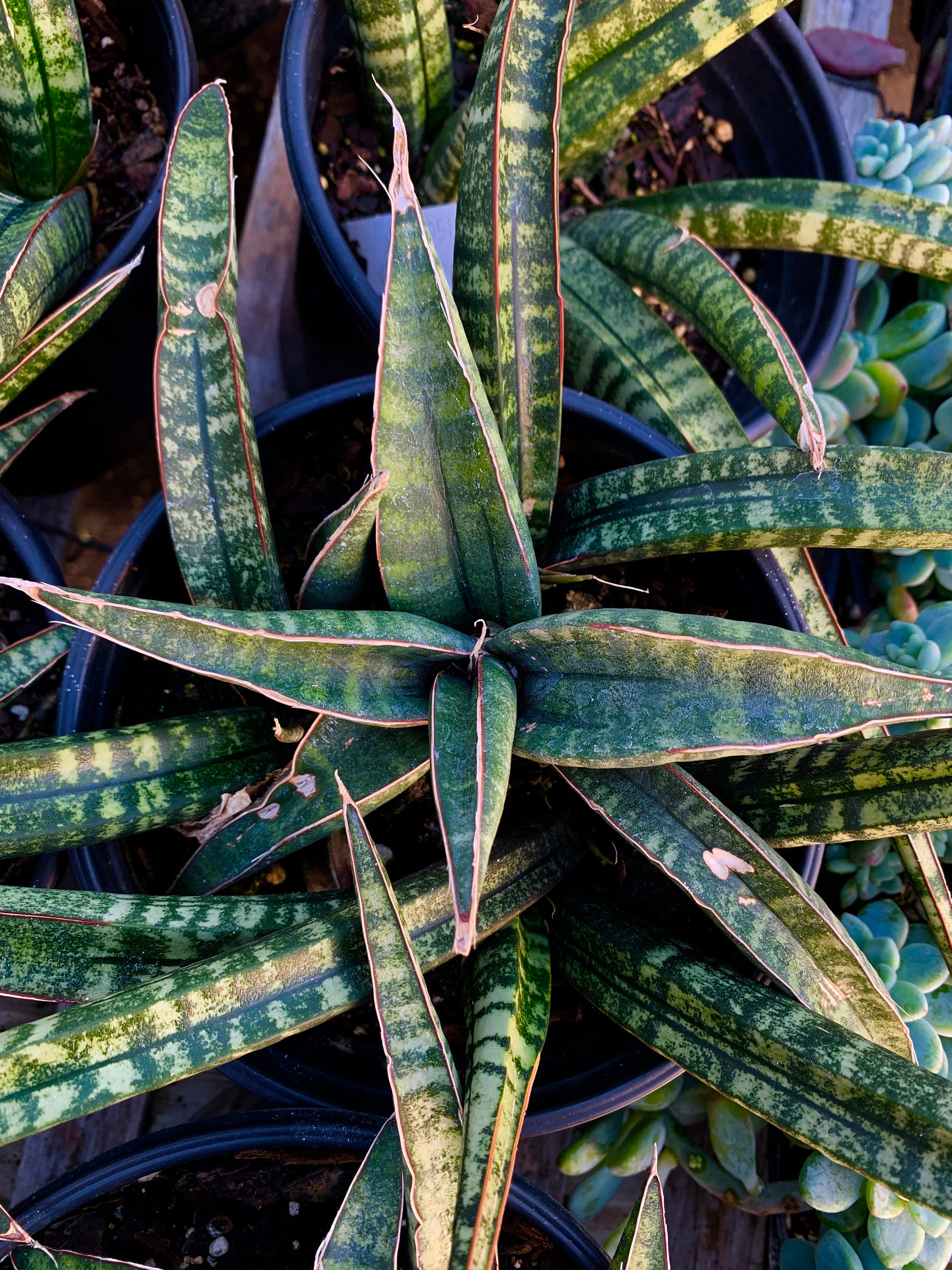 RARE Sansevieria Fischeri Snake Plant House Plant Air Purifier