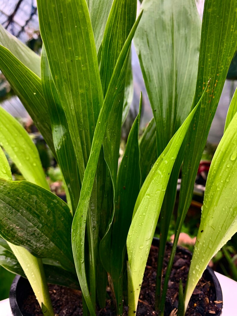 Dwarf Cast Iron Plant tiny Tank Aspidistra Elatior Shade Etsy
