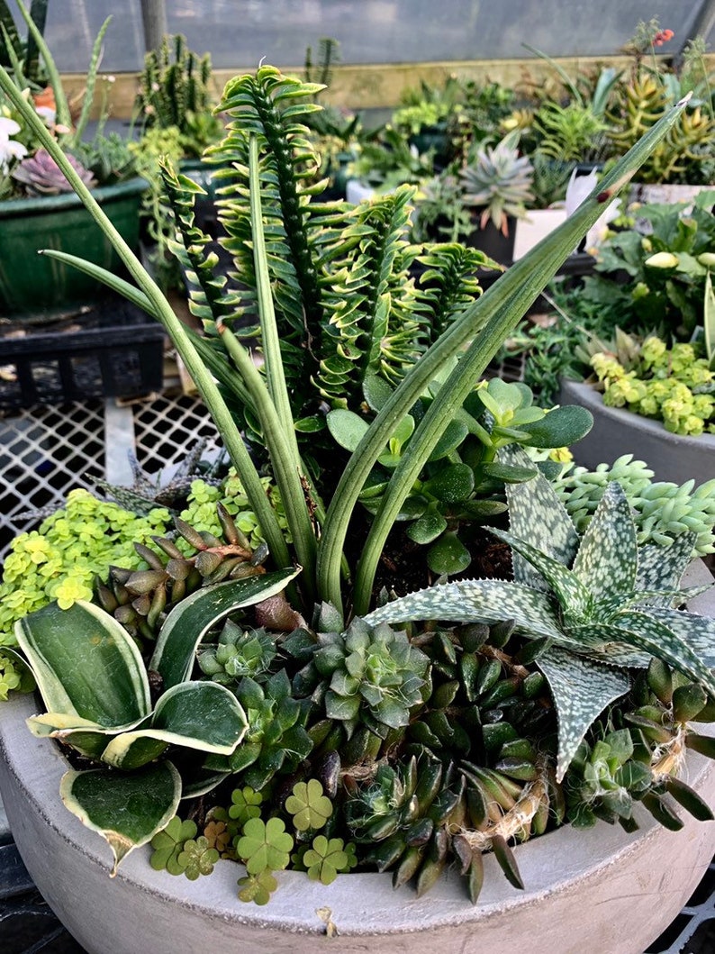 RARE Dwarf Sansevieria Canaliculata Snake Plant House