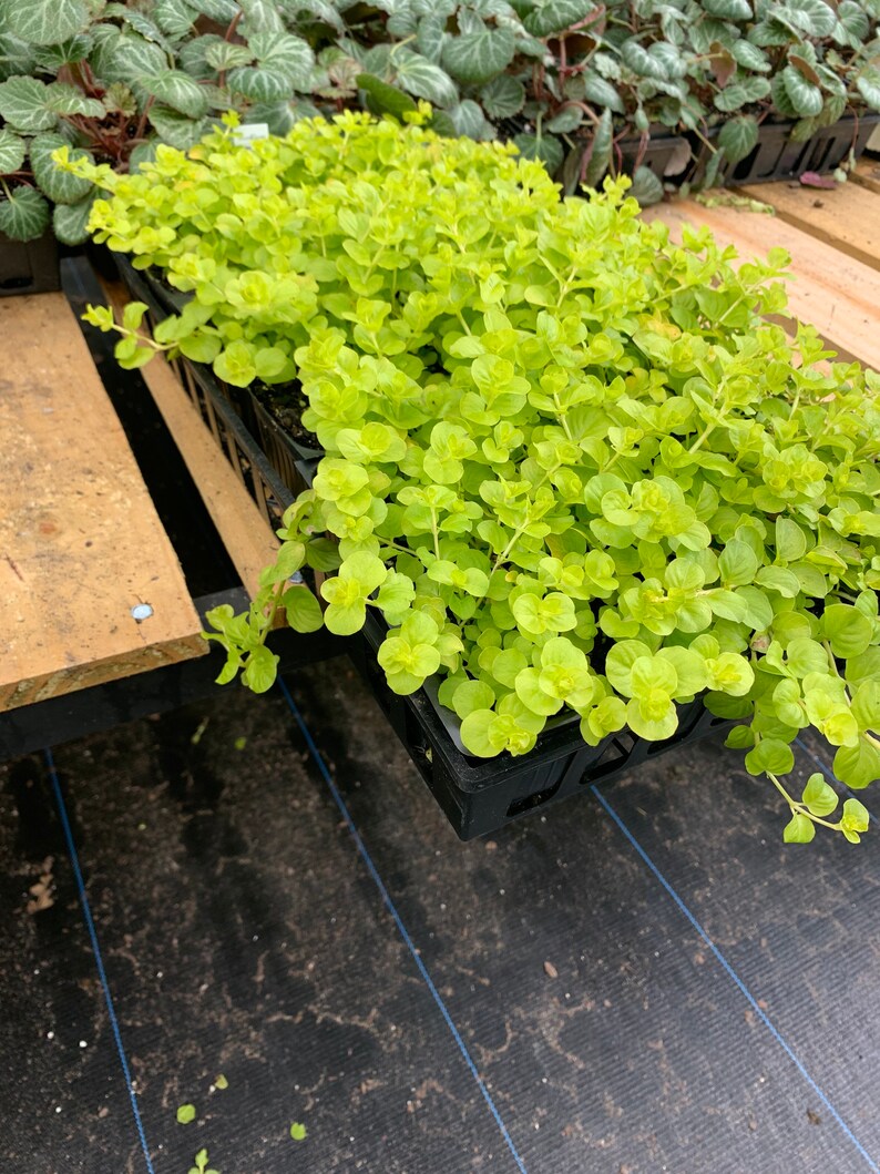 Creeping Jenny Moneywort Lismachia Evergreen Perennial