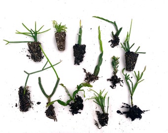 Rhipsalis Starter Plant Pack Rooted Cuttings Plugs LIVE Succulent Starter Plants