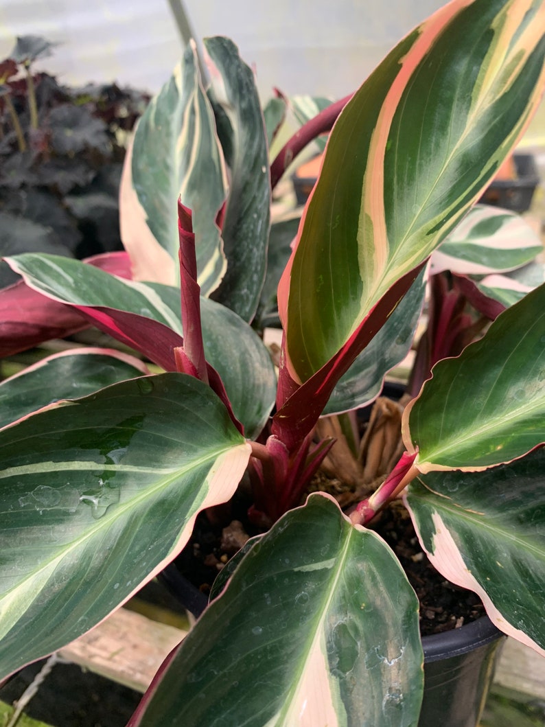 Stromanthe sanguinea Tricolor Tricolor Prayer Plant Etsy