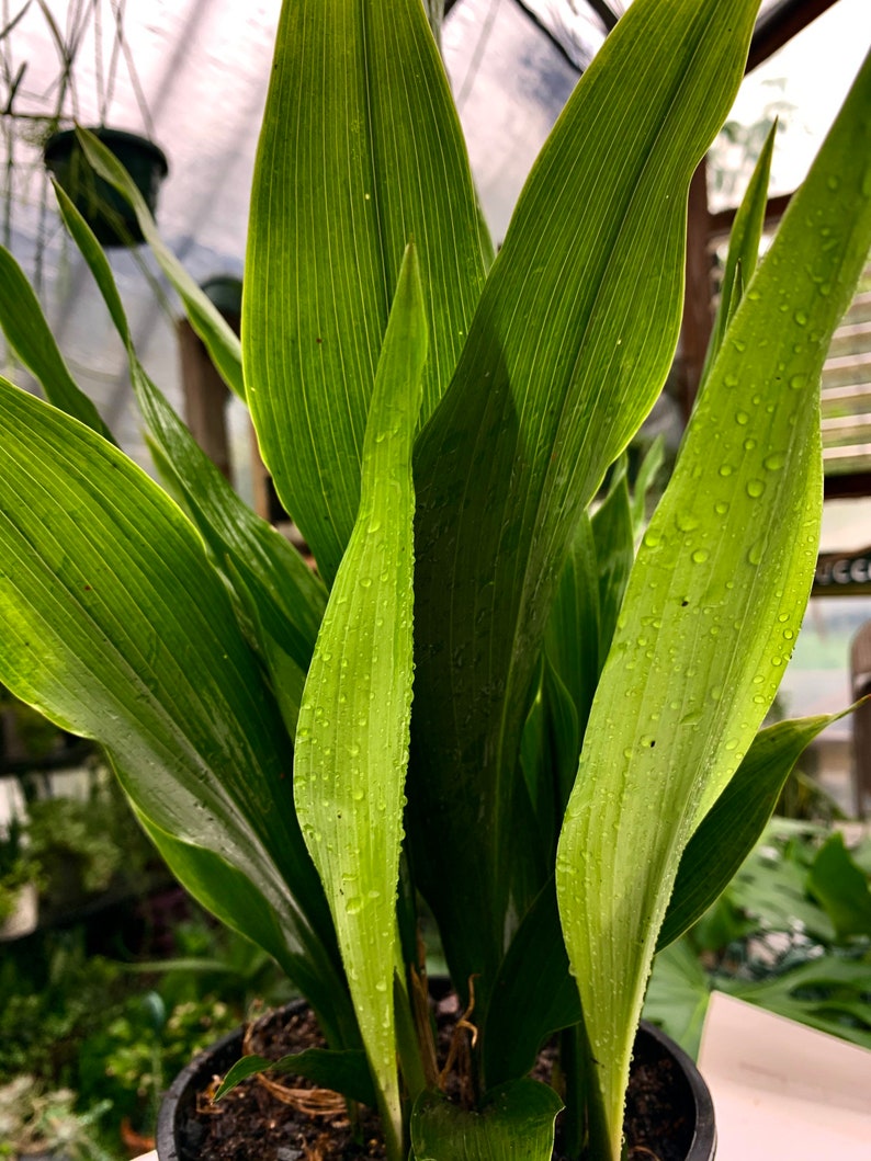 Dwarf Cast Iron Plant tiny Tank Aspidistra Elatior Shade Etsy