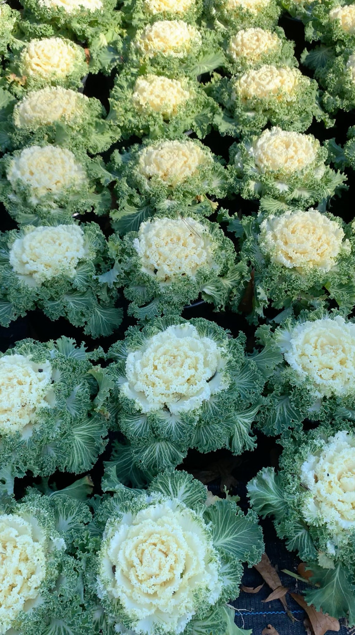 Kale 'Nagoya White' Ornamental Kale Etsy