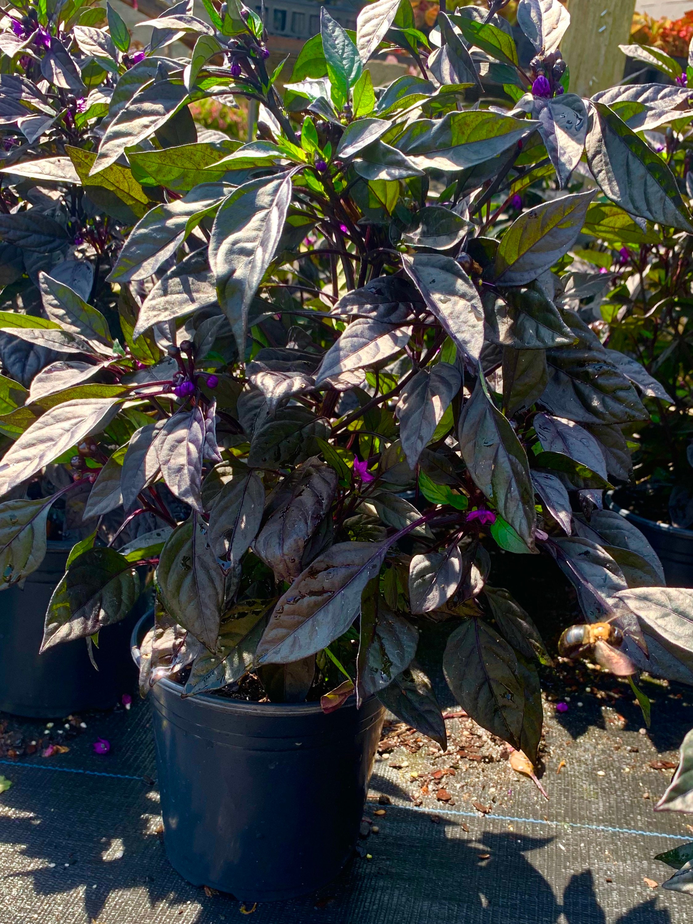 Black Pearl Pepper Capsicum annuum Sweet Peppers Chili Peppers | Etsy