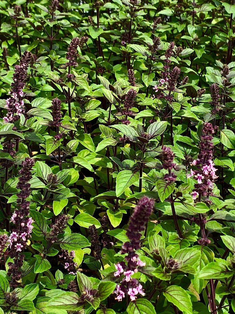 African Blue Basil Hybrid Basil Blooming Herb Edible Plant Etsy