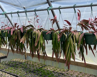 LIVE ROOTED Rhipsalis ramulosa Pseudorhipsalis ramulosa Red Mistletoe Cactus Hanging Basket Succulent