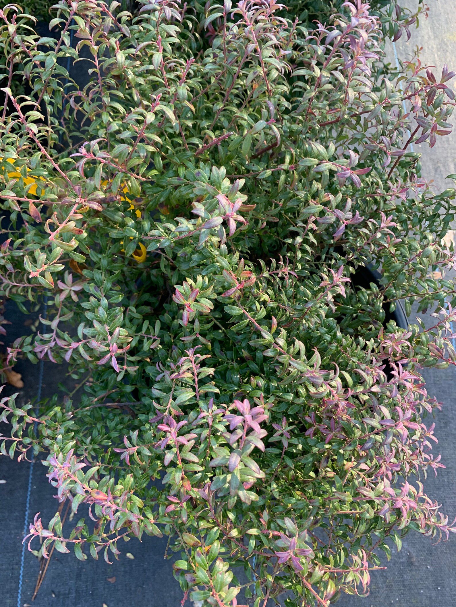 Rosa's Blush Dwarf Evergreen Blueberry Bush Etsy