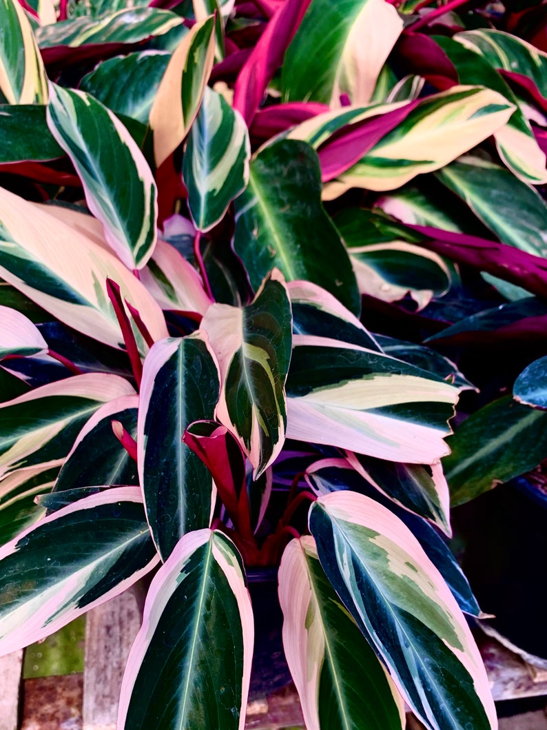 Stromanthes sanguinea Tricolor Tricolor Prayer Plant Etsy