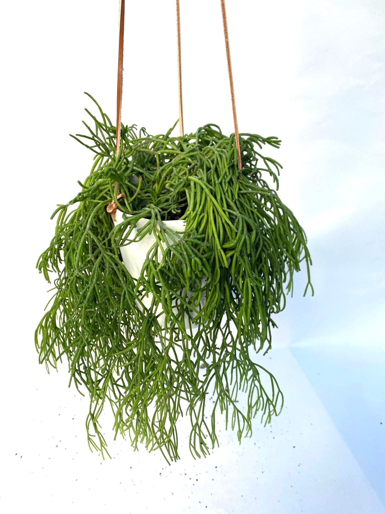 Rhipsalis capilliformis 6” ROOTED Hanging Basket Trailing Succulent B…