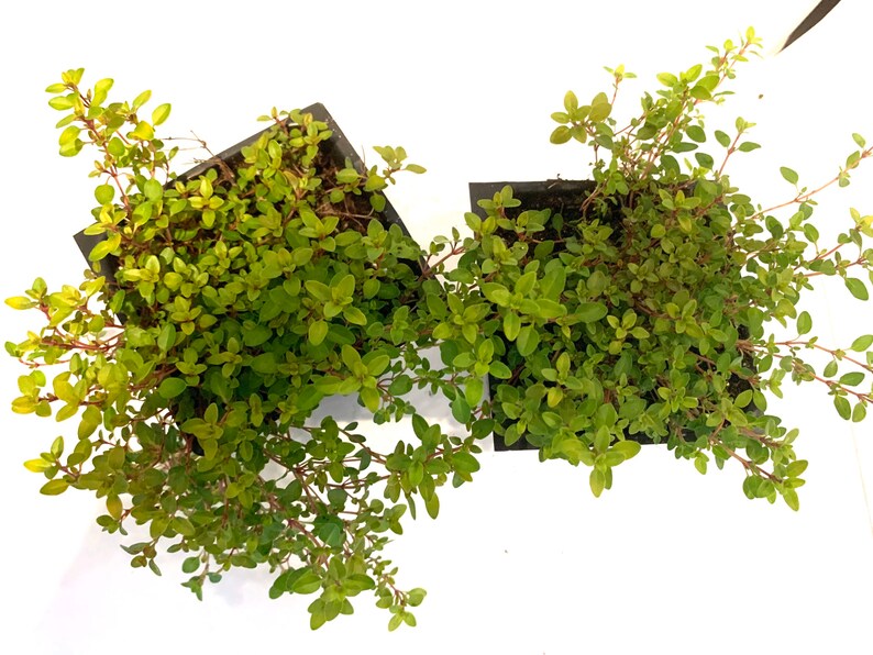 Creeping Golden Thyme Mosquito Repellent Ground Cover Edible Etsy