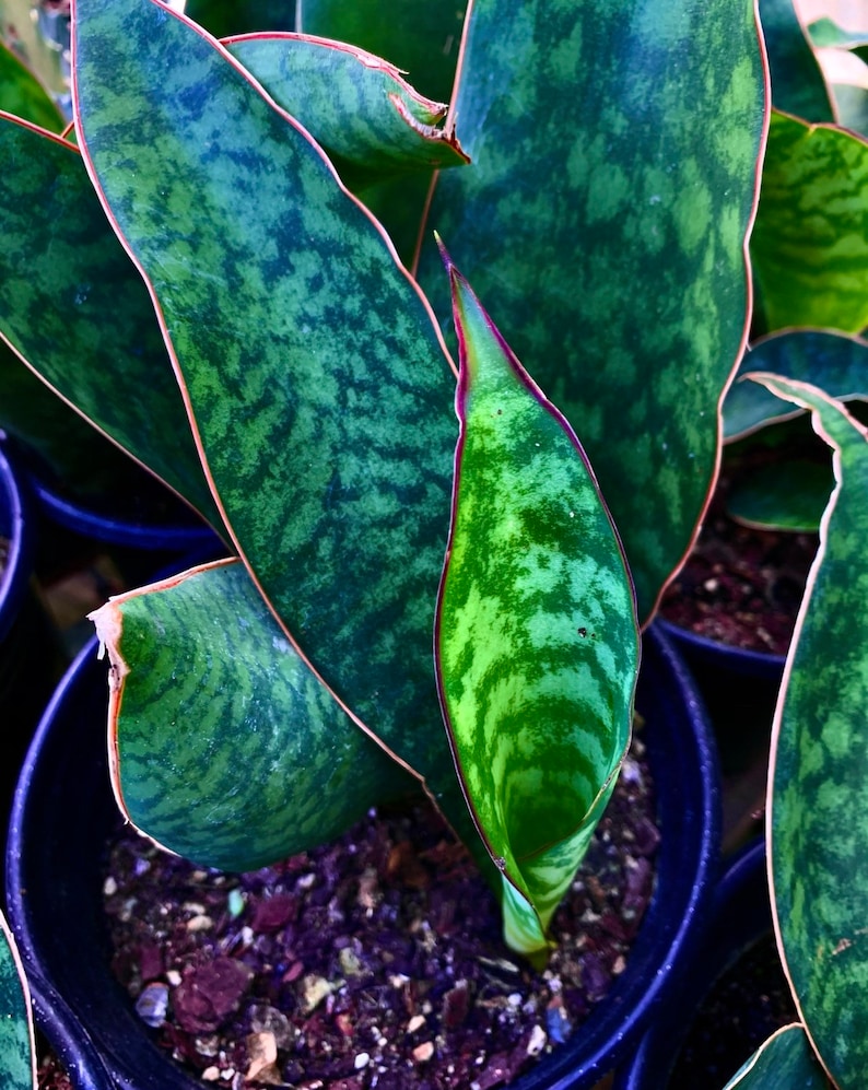 RARE Whale Fin Sansevieria Masoniana Snake Plant House Plant Etsy