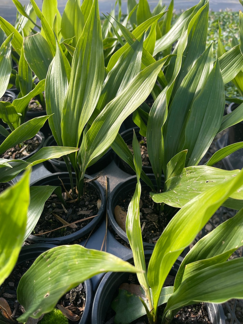 Dwarf Cast Iron Plant tiny Tank Aspidistra Elatior Shade Etsy