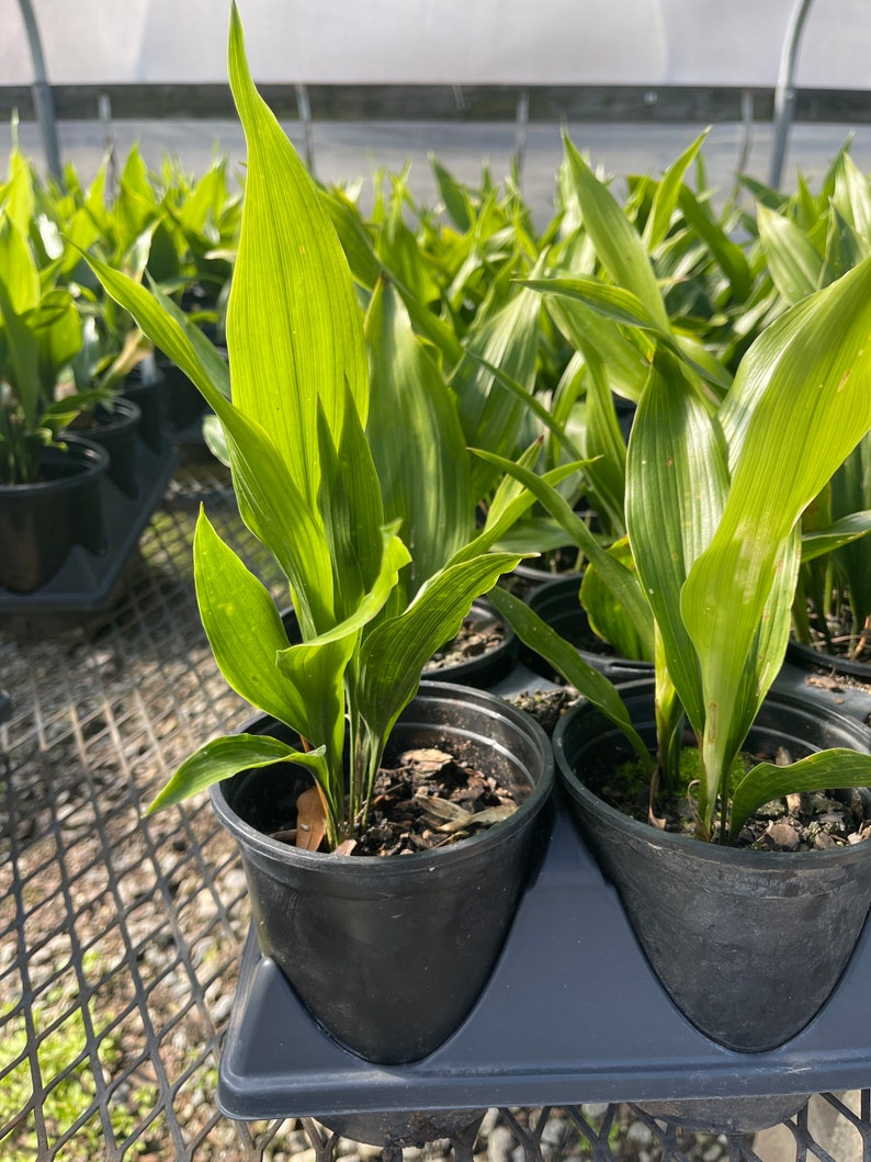 Dwarf Cast Iron Plant tiny Tank Aspidistra Elatior Shade Etsy