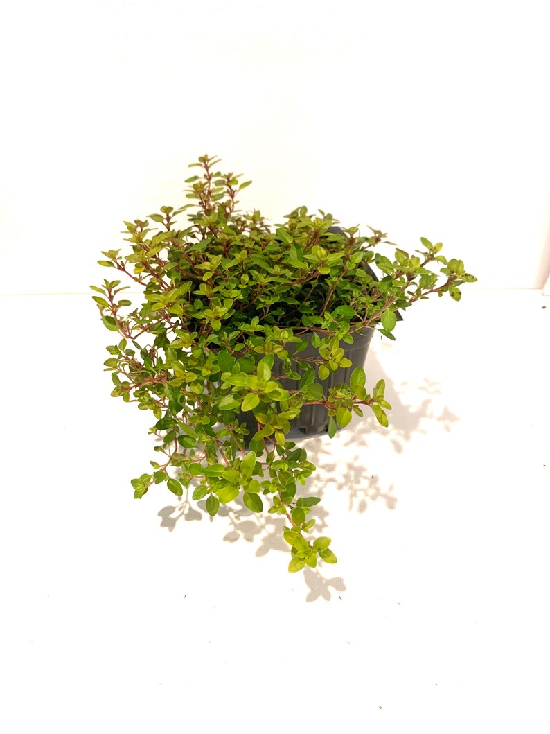 Creeping Golden Thyme Mosquito Repellent Ground Cover Edible Etsy