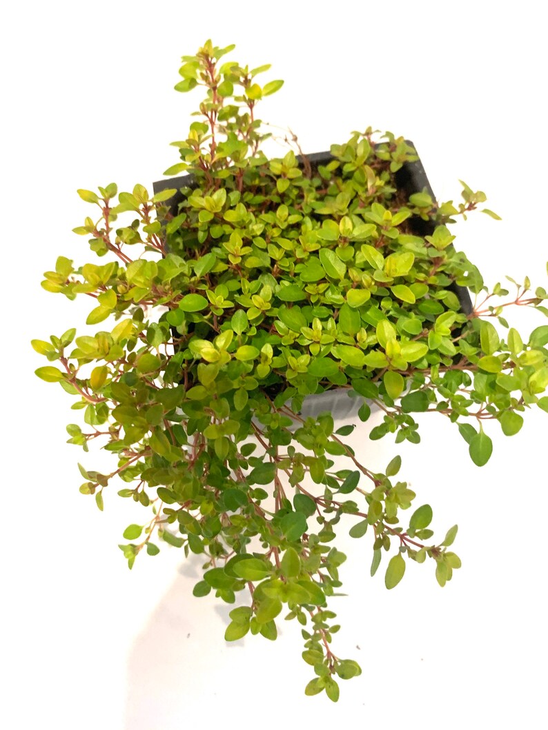 Creeping Golden Thyme Mosquito Repellent Ground Cover Edible Etsy