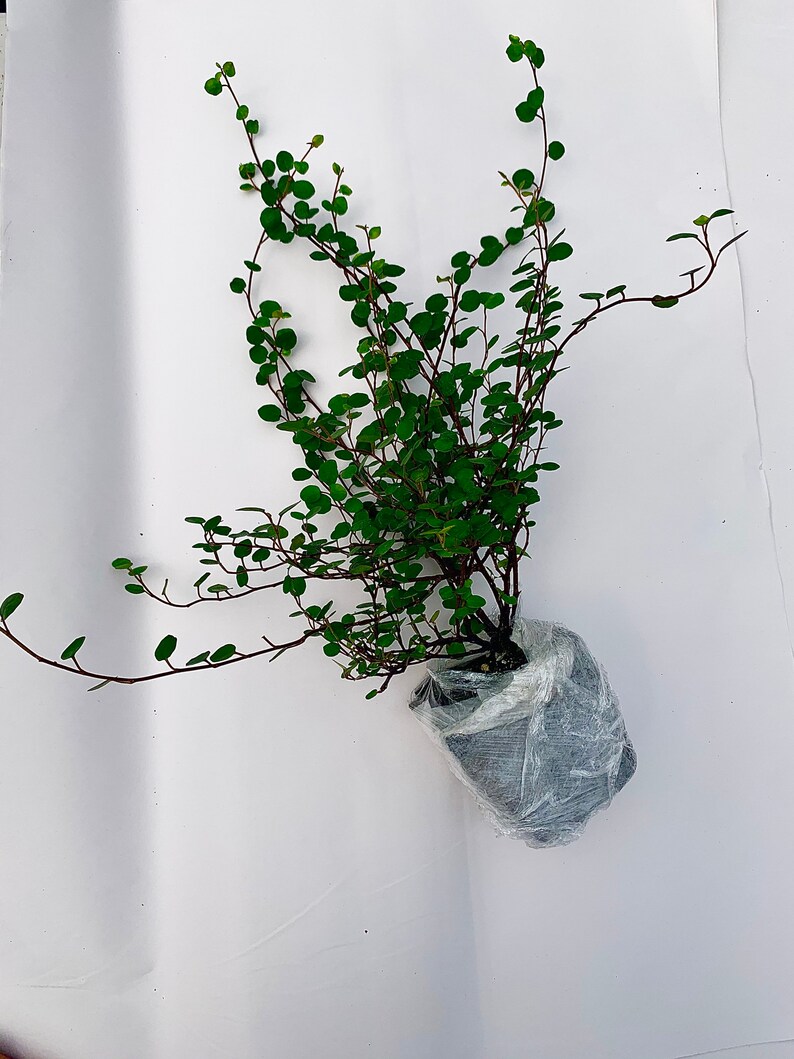 Creeping Wire Vine Muehlenbeckia axillaris Low Growing Wind Etsy