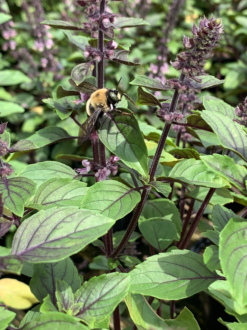 African Blue Basil Hybrid Basil Blooming Herb Edible Plant Etsy