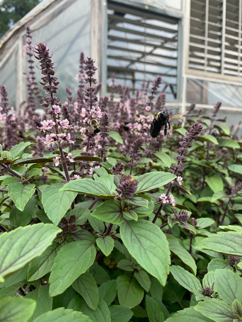 African Blue Basil Hybrid Basil Blooming Herb Edible Plant Etsy
