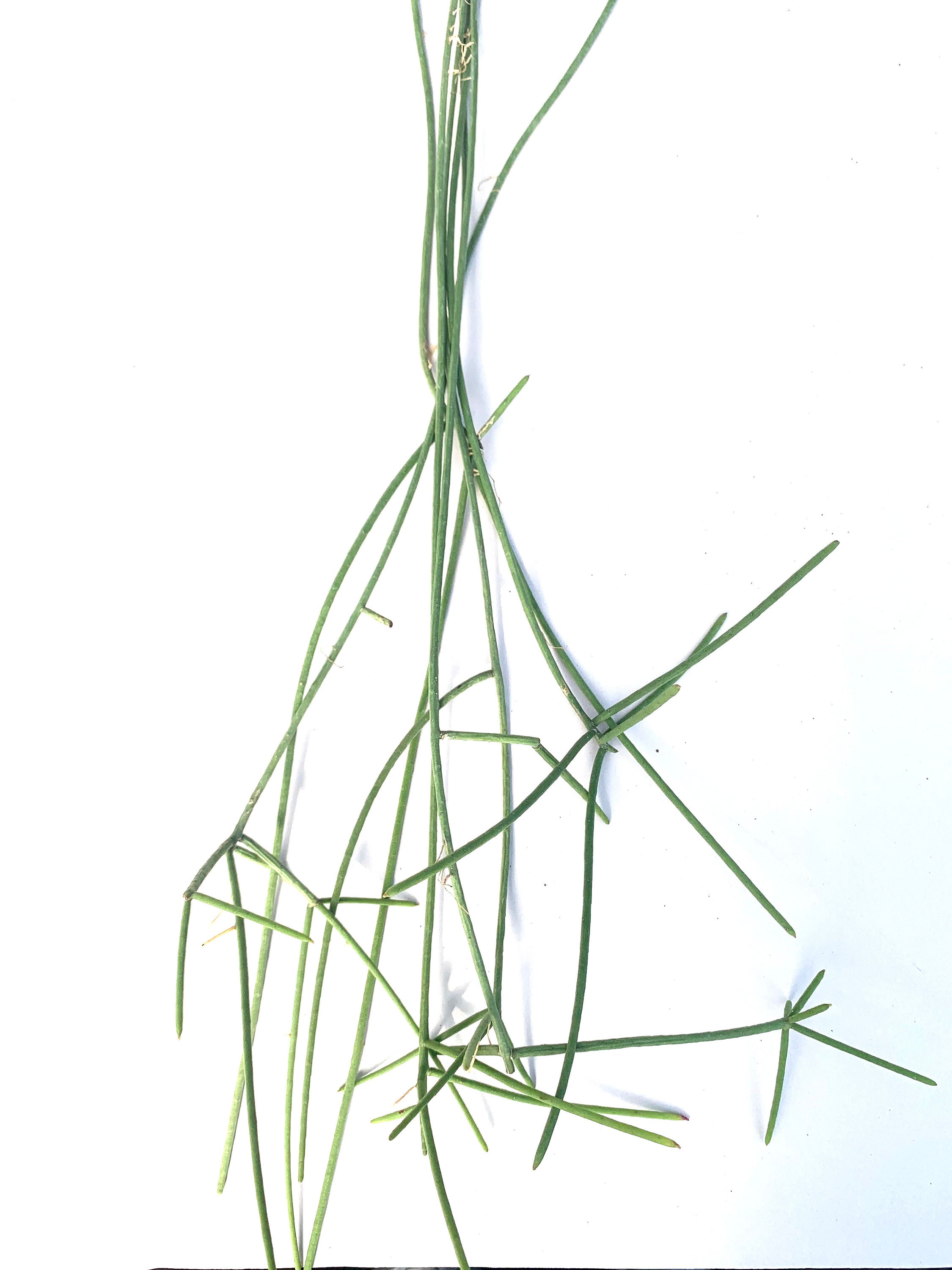 RARE Rhipsalis hoelleri Cuttings & Starter Plants Pink Etsy