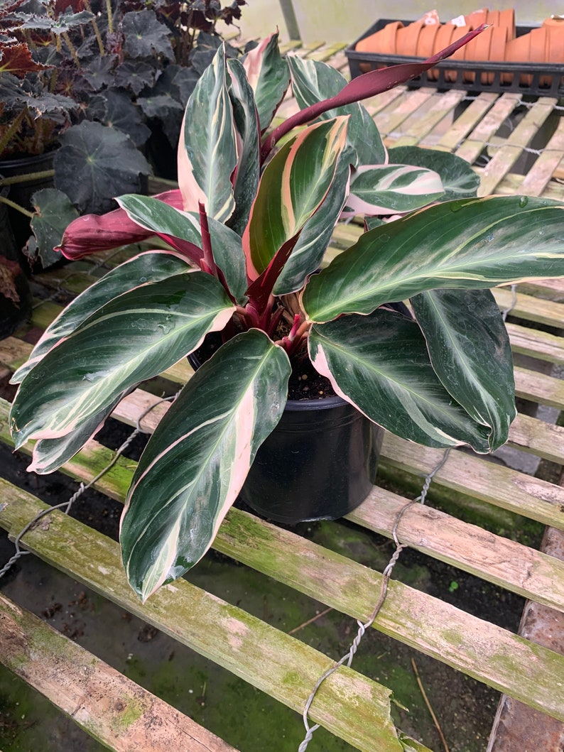 Stromanthe sanguinea Tricolor Tricolor Prayer Plant Etsy