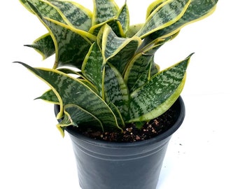 Sansevieria Twisted Sister Snake Plant House Plant Air Purifier