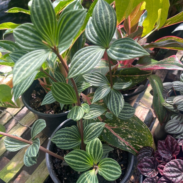 Peperomia Stilt Plant Etsy
