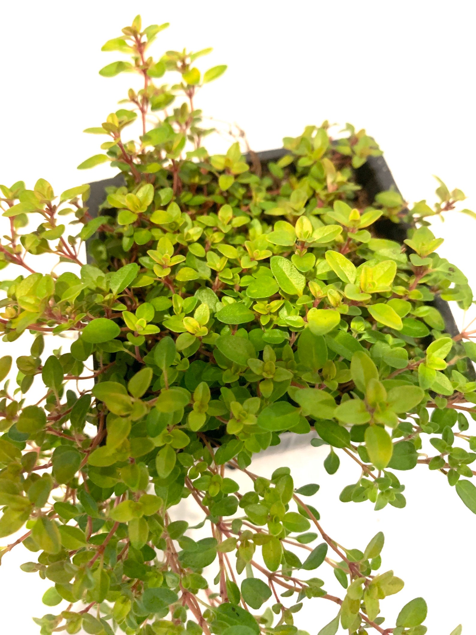 Creeping Golden Thyme Mosquito Repellent Ground Cover Edible Etsy