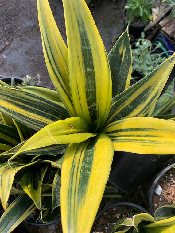 Rare Sansevieria Trifasciata Gold Flame Snake Plant House Etsy Singapore