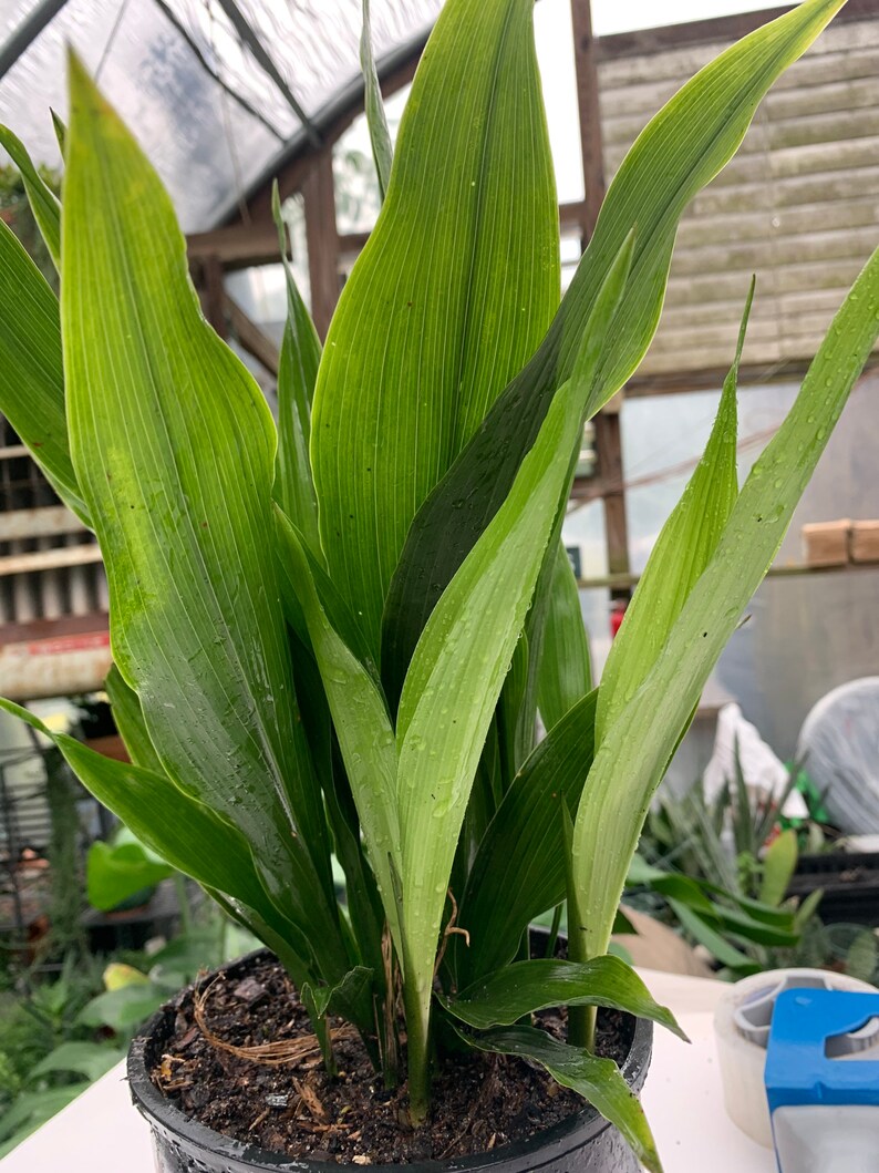 Dwarf Cast Iron Plant tiny Tank Aspidistra Elatior Shade Etsy