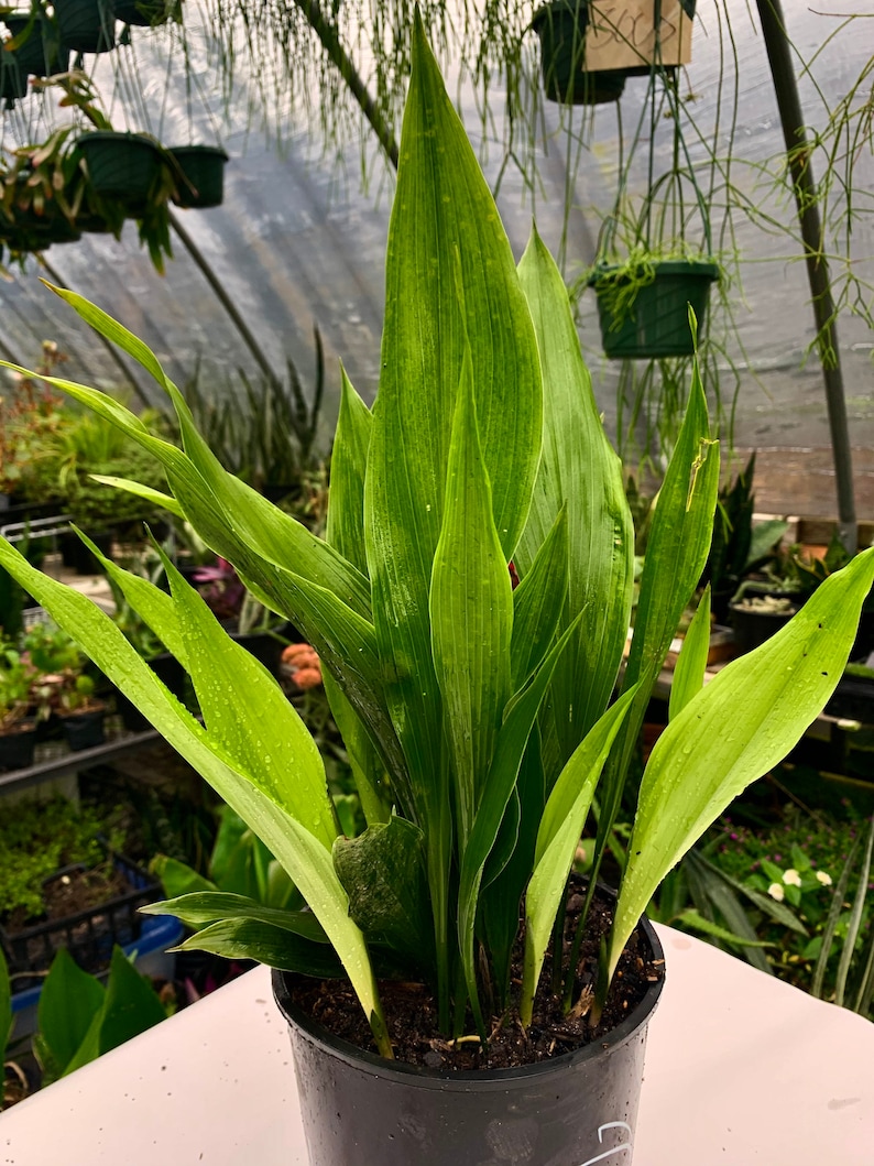 Dwarf Cast Iron Plant tiny Tank Aspidistra Elatior Shade Etsy