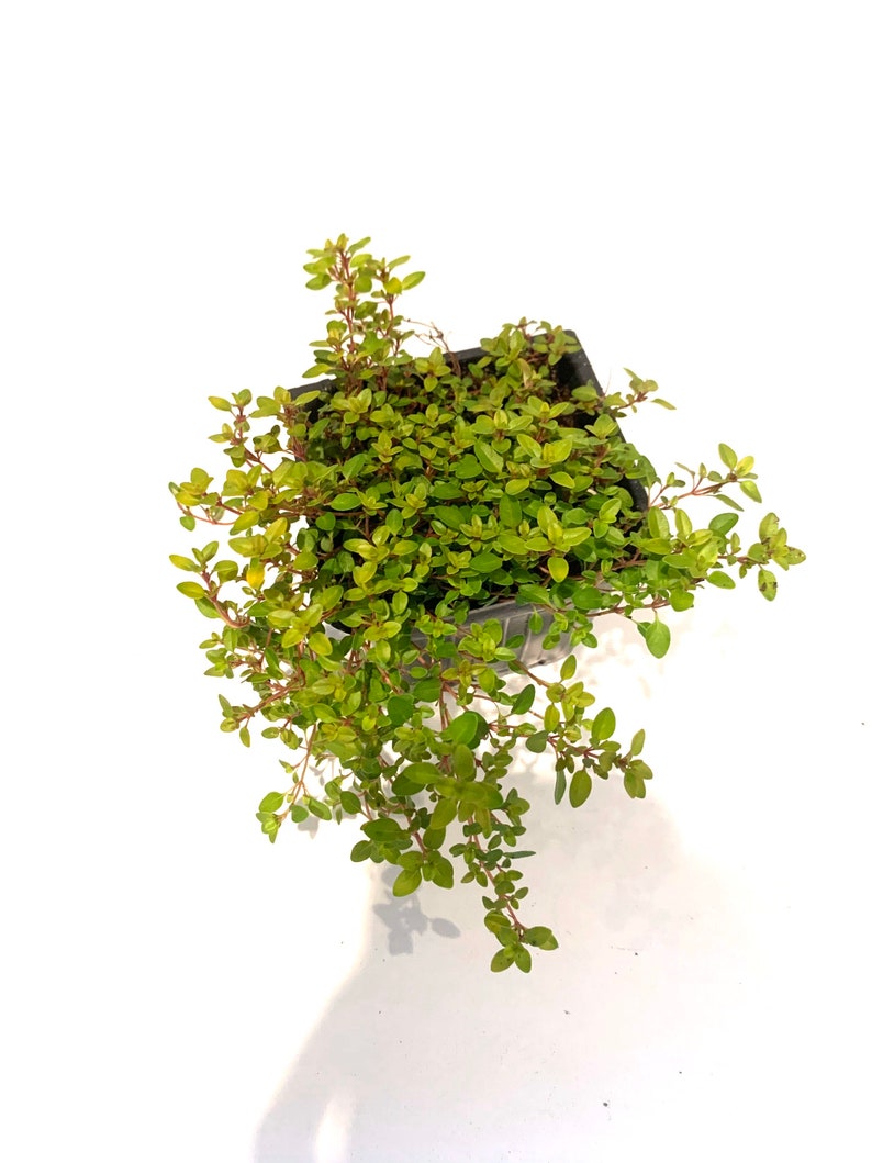 Creeping Golden Thyme Mosquito Repellent Ground Cover Edible Etsy