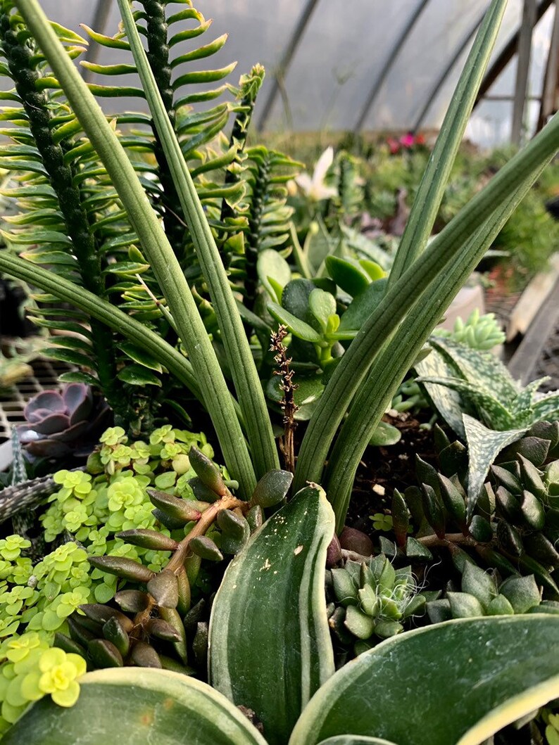 RARE Dwarf Sansevieria Canaliculata Snake Plant House ...