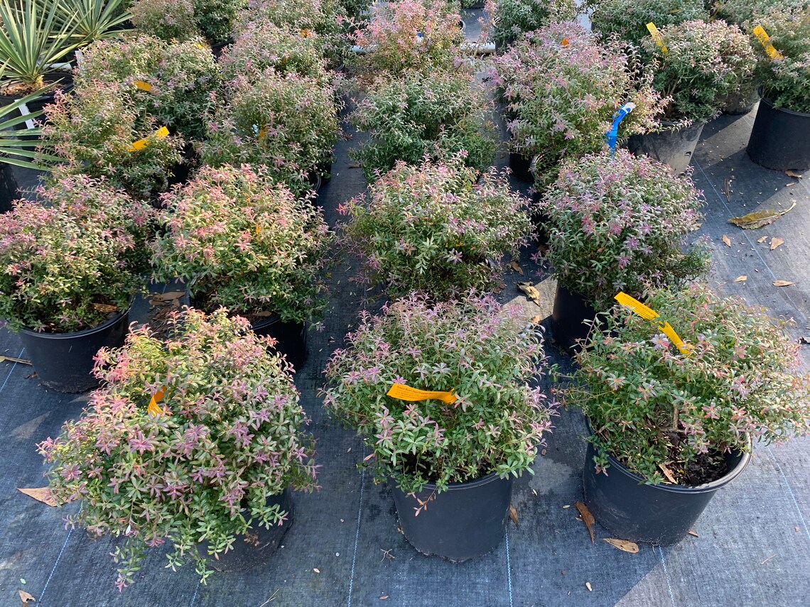 Rosa's Blush Dwarf Evergreen Blueberry Bush Etsy