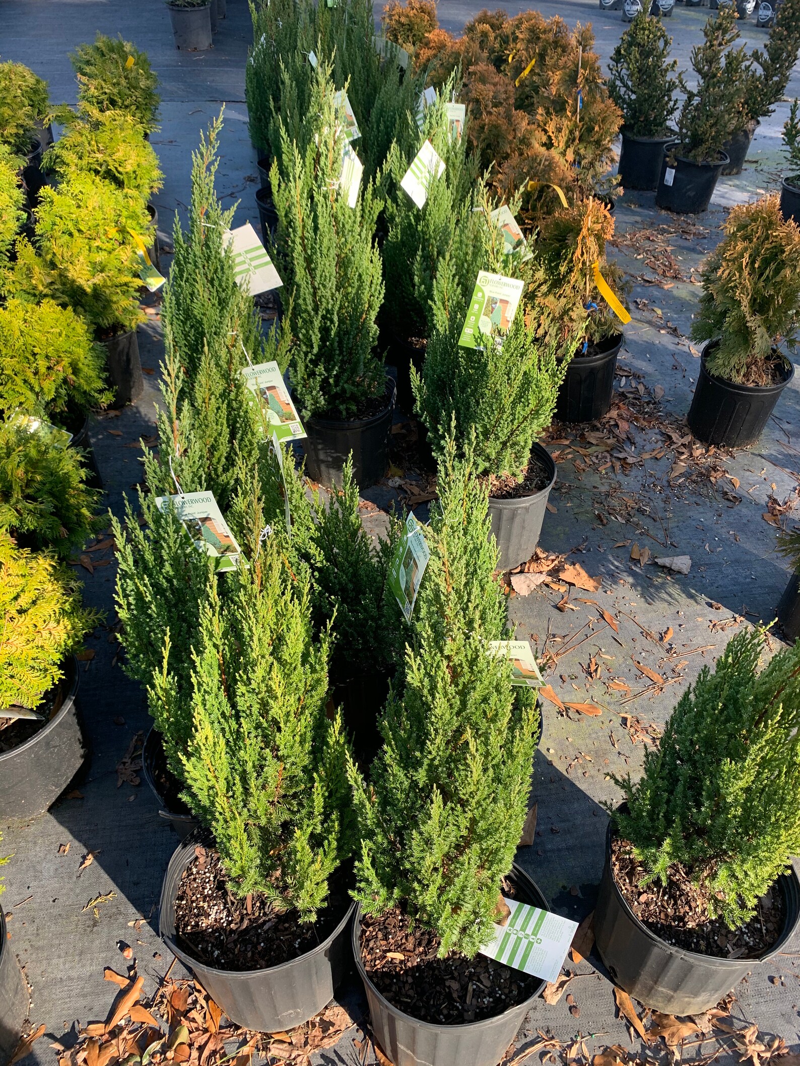 Blue Point Juniper Evergreen InGround Outdoor or Container Etsy