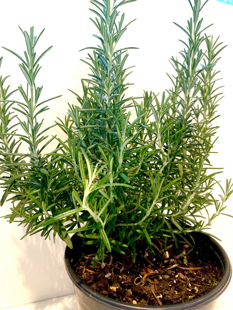 Rosemary Herb Rosmarinus Officinalis Arp Blooming Edible