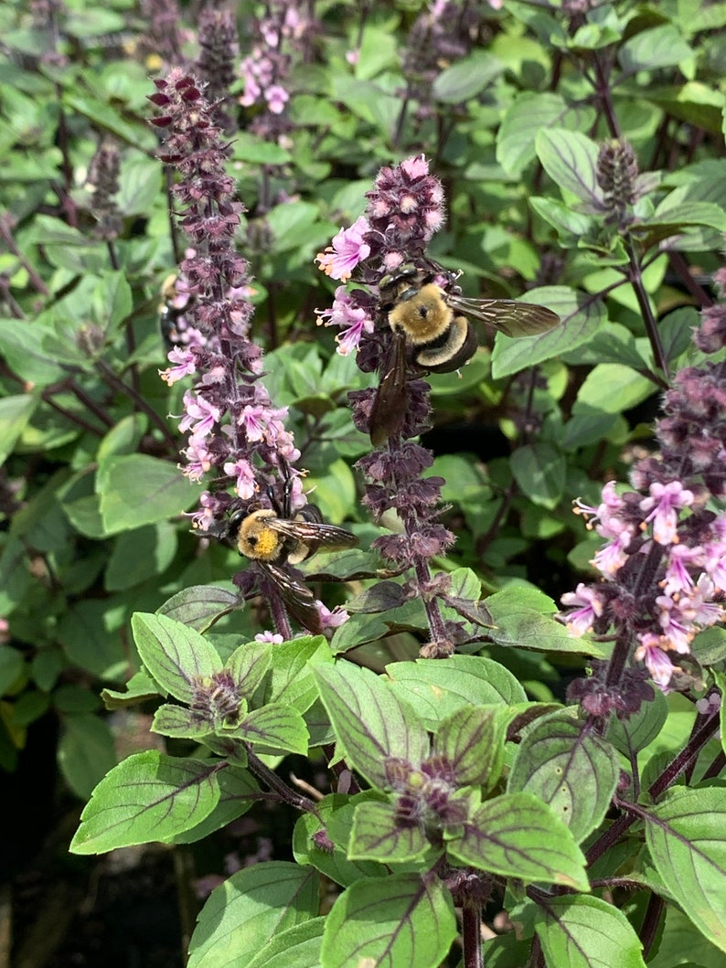 African Blue Basil Hybrid Basil Blooming Herb Edible Plant Etsy