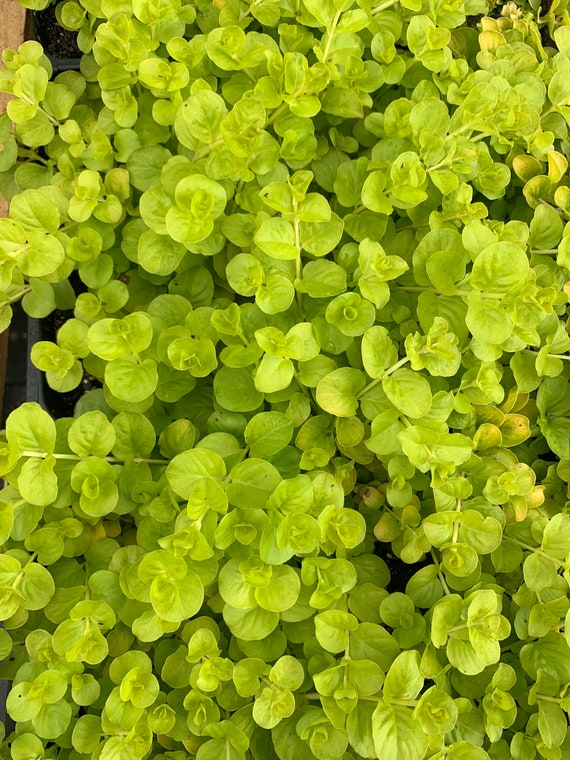 creeping jenny care instructions