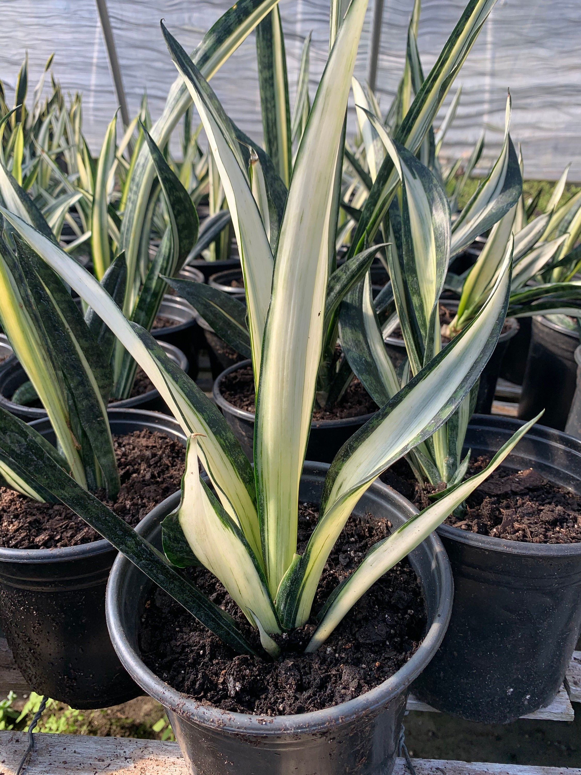 NEW VARIETY Sansevieria 'Margarita Magic'' Rare White San…