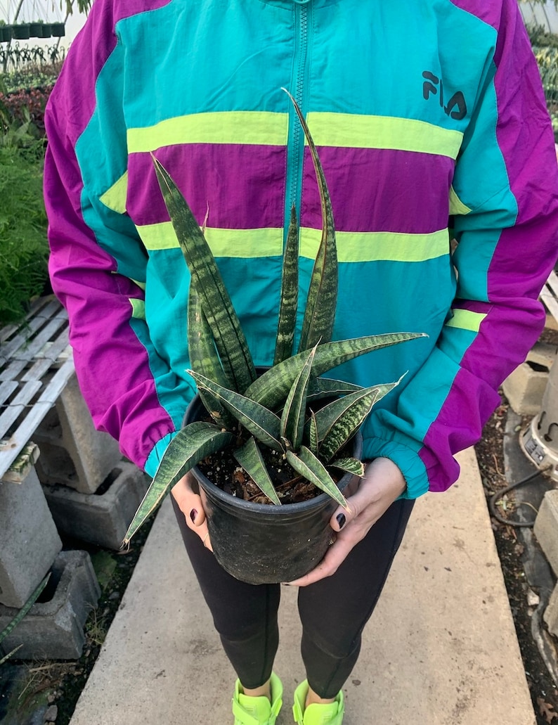 RARE Sansevieria Fischeri Snake Plant House Plant Air Purifier Etsy