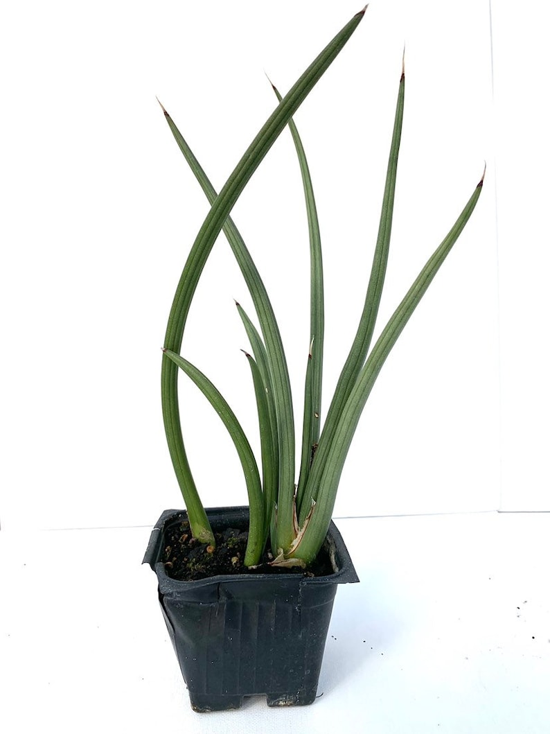 RARE Dwarf Sansevieria Canaliculata Snake Plant House