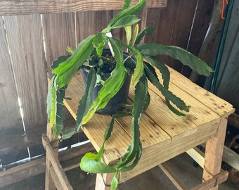 Lepismium floribundum LIVE PLANT Prolific Bloomer Jungle Succulent Low Maintenance Houseplant 3.5" Starter Plant