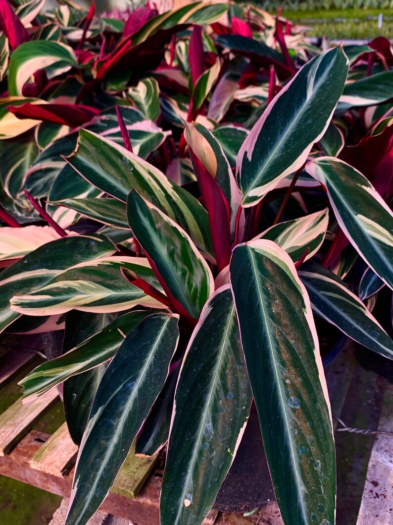 Stromanthes sanguinea Tricolor Tricolor Prayer Plant Etsy